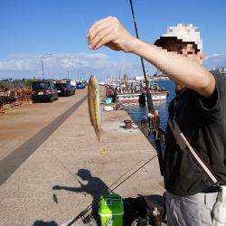 チョイ投げでキス五目