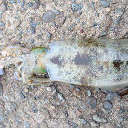 サイズダウンしてます