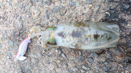 サイズダウンしてます