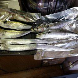 さごしにタチウオ