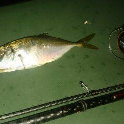 久しぶりです アジング。