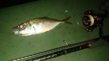 久しぶりです アジング。