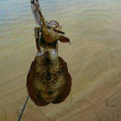 久美浜～宮津矢原エギング