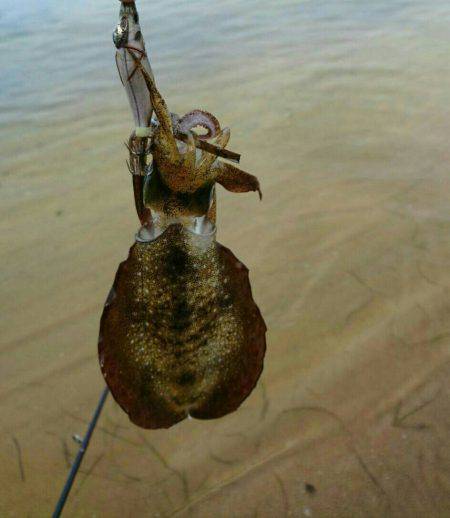 久美浜～宮津矢原エギング