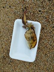 サーフエギング