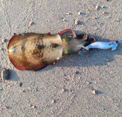 本日の早朝エギング