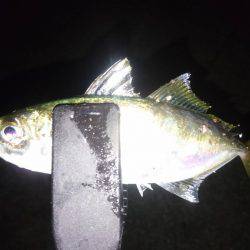 横須賀アジング