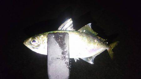 横須賀アジング