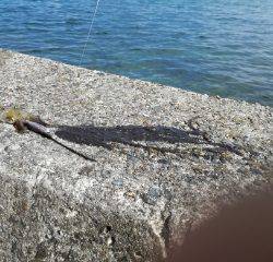 午後からデイエギング