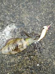 雨中のエギング