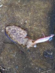 今日は渋かった