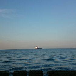 サワラとマルアジ