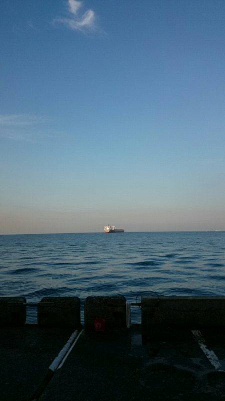 サワラとマルアジ