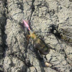 舞鶴アオリイカ目指せ爆釣隊