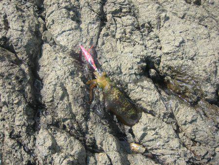 舞鶴アオリイカ目指せ爆釣隊