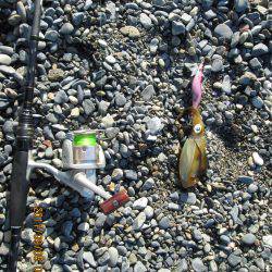 餌木３号にも・・・元気だねぇ～