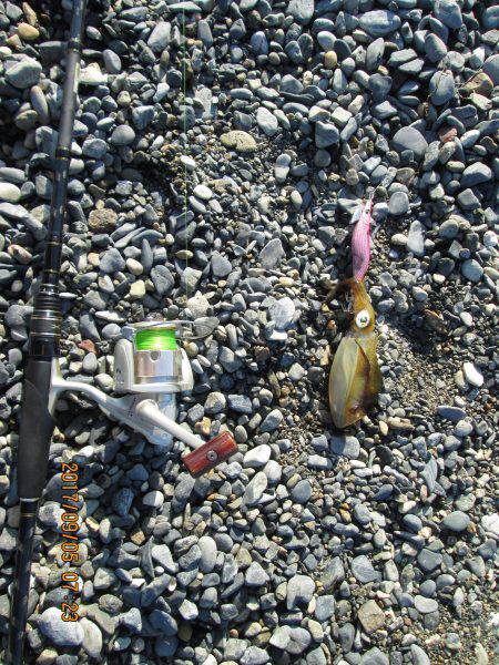 餌木３号にも・・・元気だねぇ～