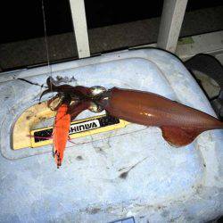 そろそろ終盤の明石ケンサキイカ