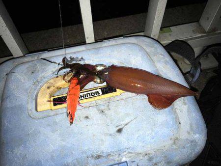 そろそろ終盤の明石ケンサキイカ