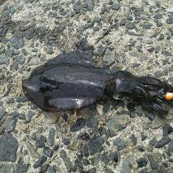 ４日お昼休みにエギング