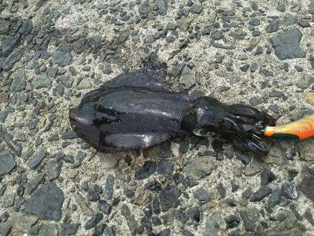 ４日お昼休みにエギング