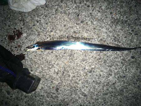 水軒鉄鋼団地で今期初タチウオ…とオマケ