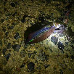 台風前にエギング