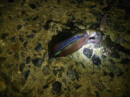 台風前にエギング