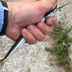 そろそろ盛期入り、武庫川尻のサヨリ！