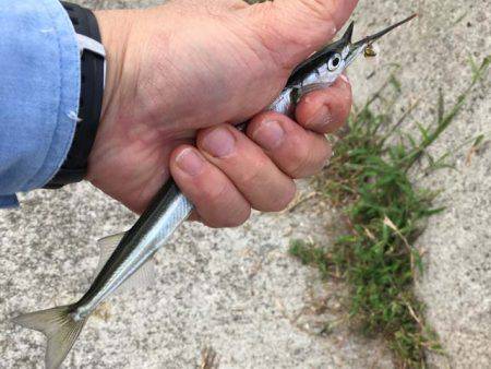 そろそろ盛期入り、武庫川尻のサヨリ！