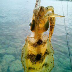 久し振りの調査～♪