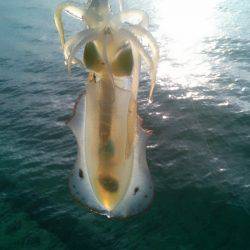 3回連続です･・･・？