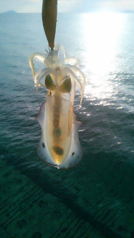 3回連続です･・･・？