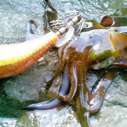 台風後、濁りと切れ藻に･・！