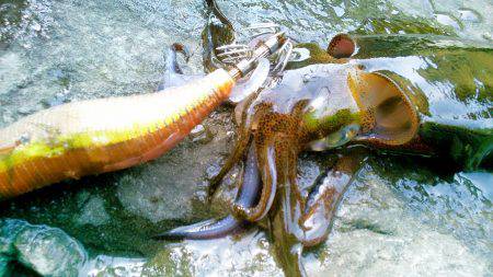 台風後、濁りと切れ藻に･・！