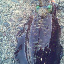 渋ッいなかなんとかツ抜け～！