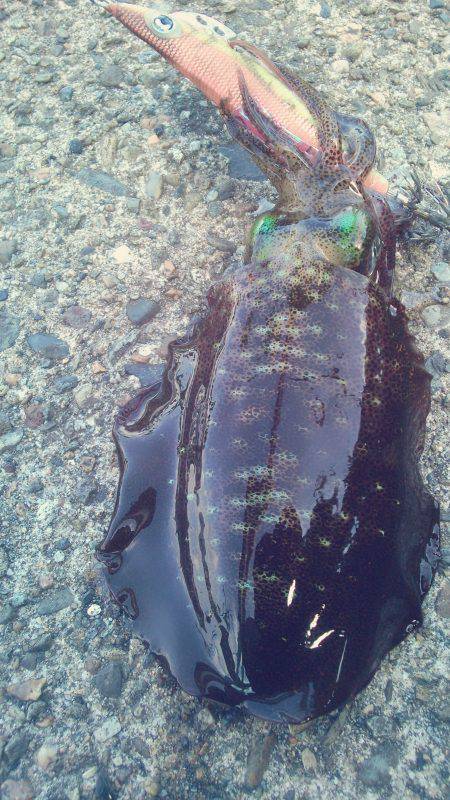 渋ッいなかなんとかツ抜け～！