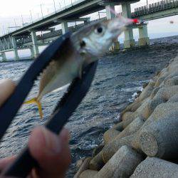 りんくうアコウ