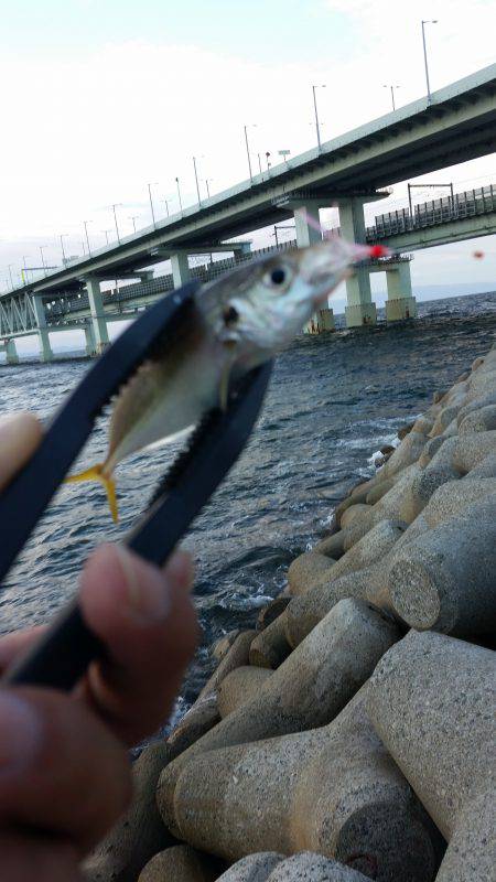 りんくうアコウ