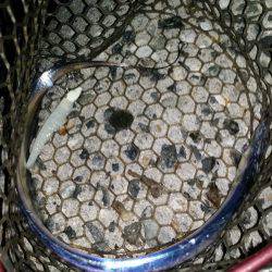 太刀魚シーズン始まり