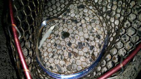 太刀魚シーズン始まり