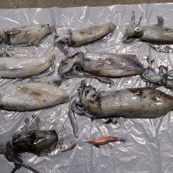 エギング　キロＧＥＴ！！