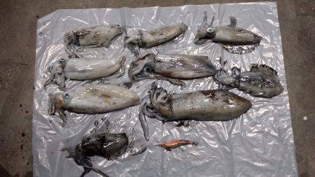 エギング　キロＧＥＴ！！