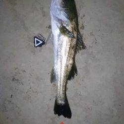 シーバスゲット