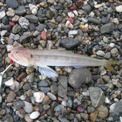 日中サーフのショアジギング試運転