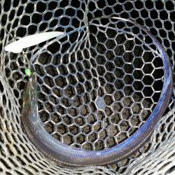 太刀魚も一段落