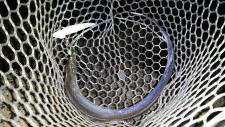 太刀魚も一段落