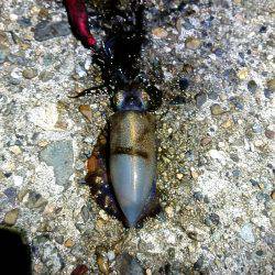 雨上がりの貸し切りの海