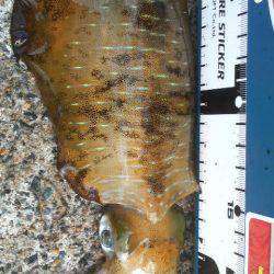 今週のアオリは？