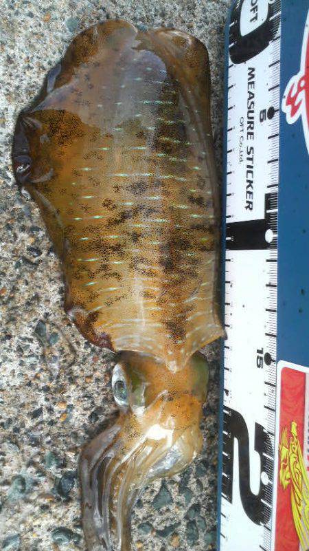 今週のアオリは？